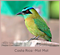 Costa Rica - Flora and Fauna